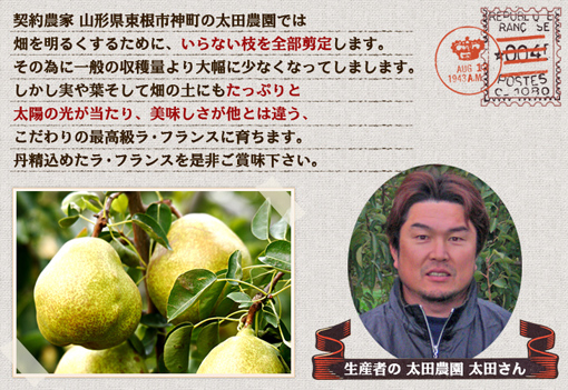 契約農家 山形県東根市神町の太田農園では畑を明るくするために、いらない枝を全部剪定します。その為に一般の収穫量より大幅に少なくなります。しかし実や葉そして畑の土にもたっぷりと太陽の光が当たり、美味しさが他とは違う、こだわりの最高級 ラ・フランスです。是非ご賞味下さい。